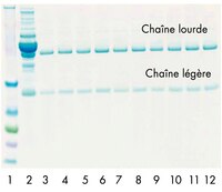 L'IgG humaine purifiée 10 fois à partir de sérum normal au moyen d'une colonne à centrifuger PROSEP-G régénérée.